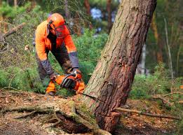  Bedford, TX Tree Removal and Landscaping Services Pros